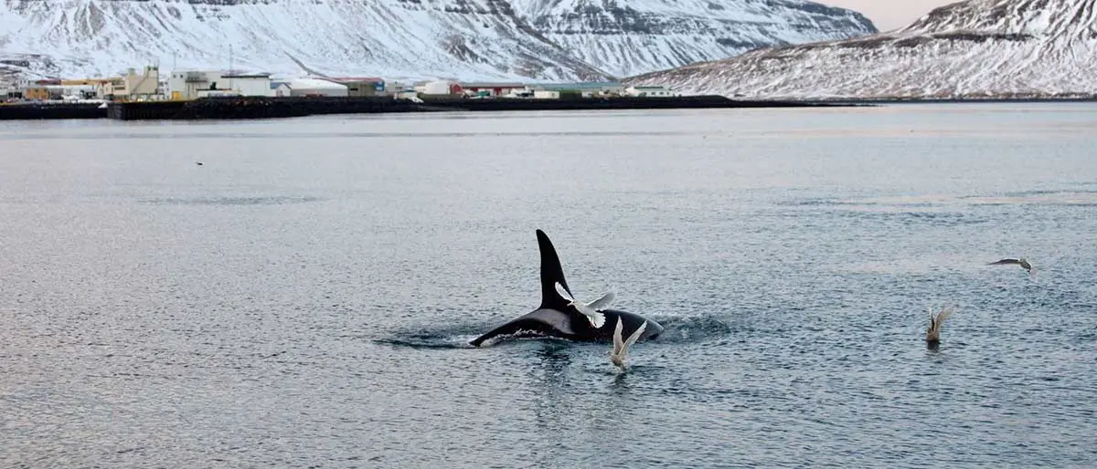 orca snowy mountains