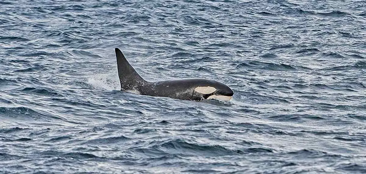 orca