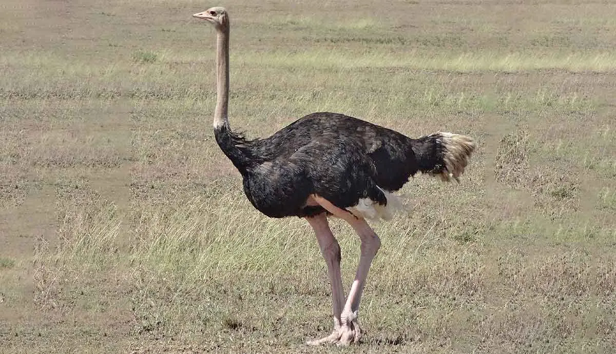 ostrich