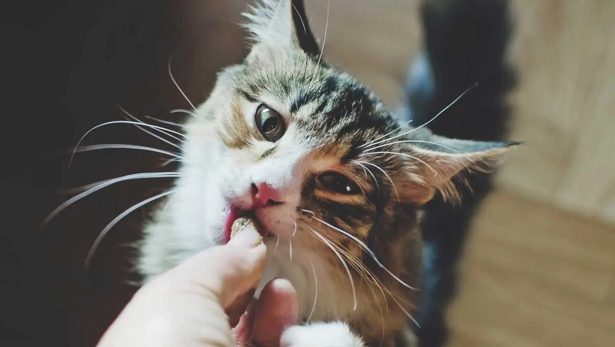 owner feeding cat treat