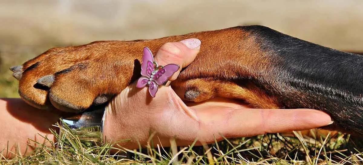 owner holding dog paw