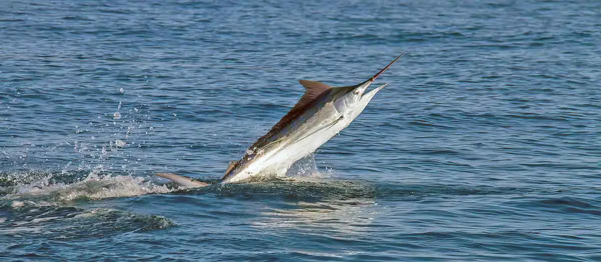 pacific blue marlin jumping