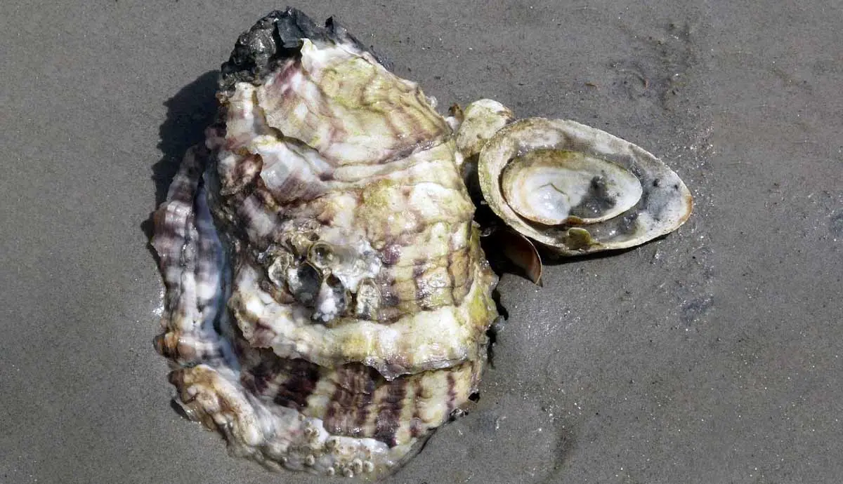 pacific oyster