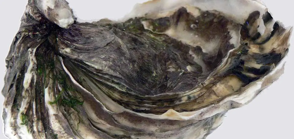 pacific oyster