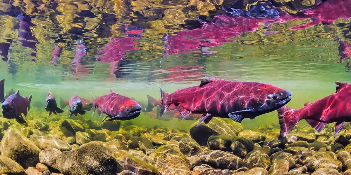 pacific salmon run