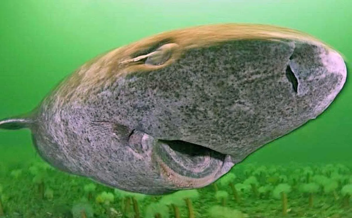 pacific sleeper shark