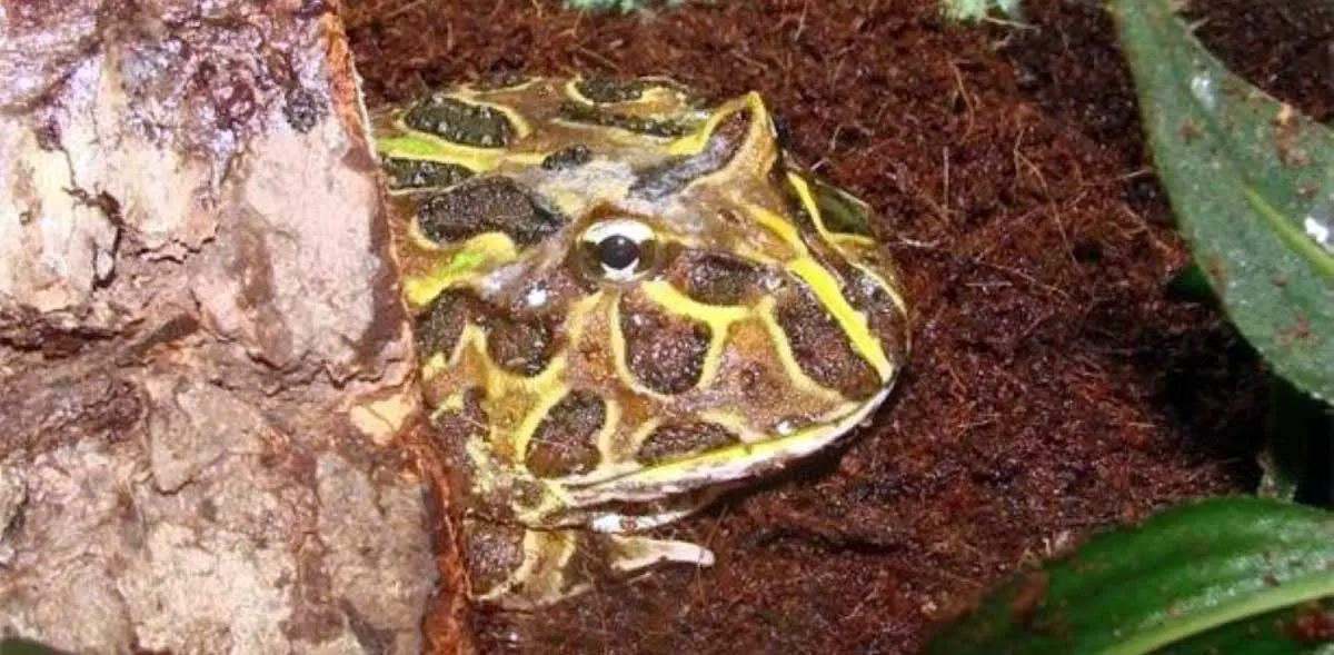 pacman frog enclosure