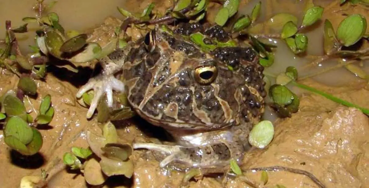 pacman frog in puddle