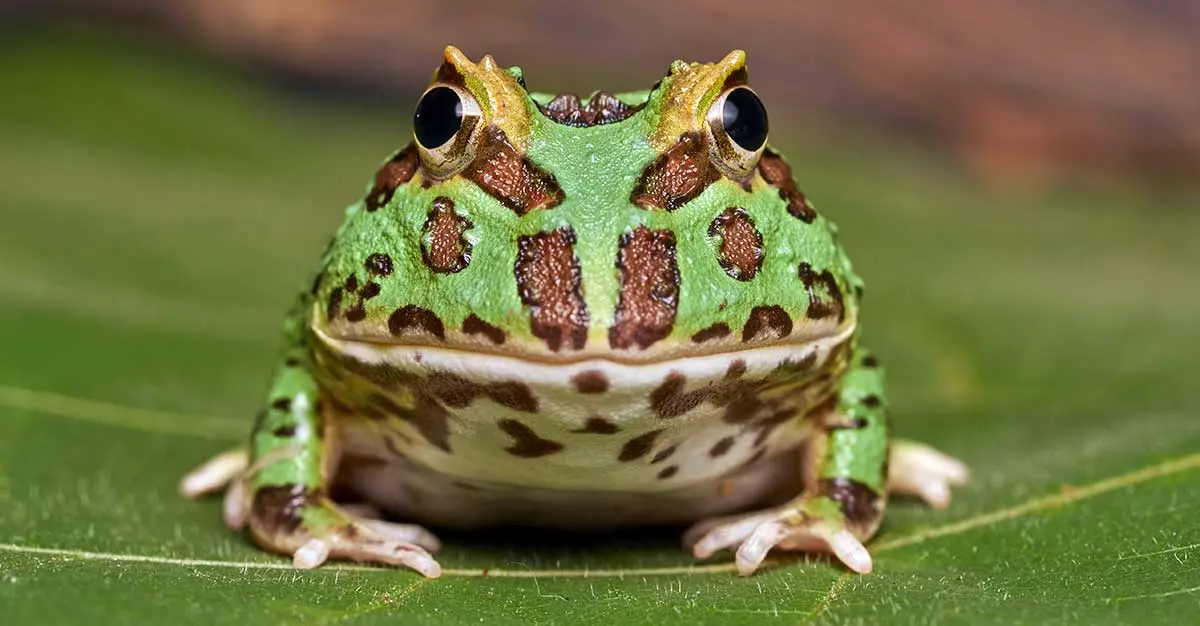 pacman frog on leaf