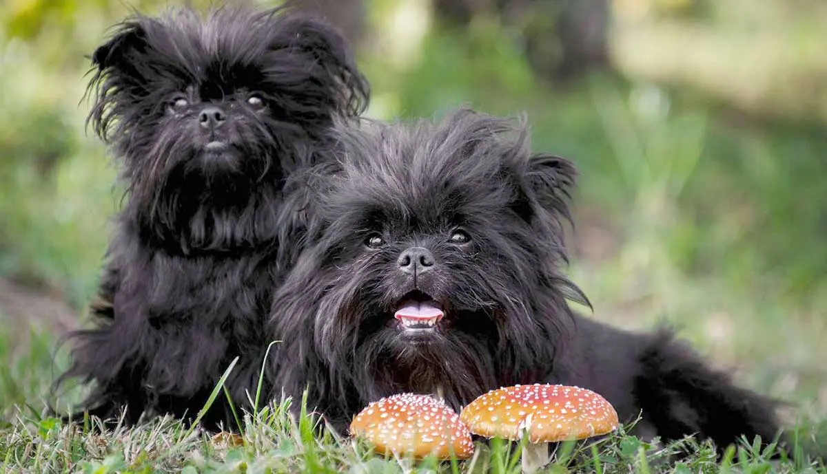 pair affenpinscher pups toadstool