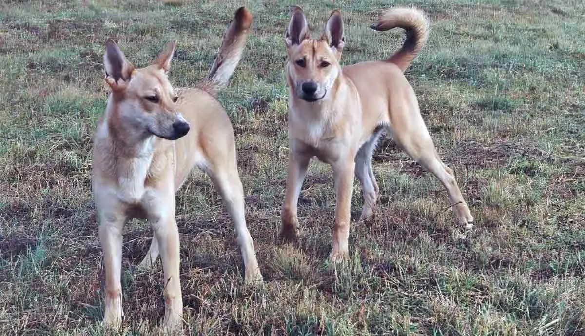 pair carolina dogs field