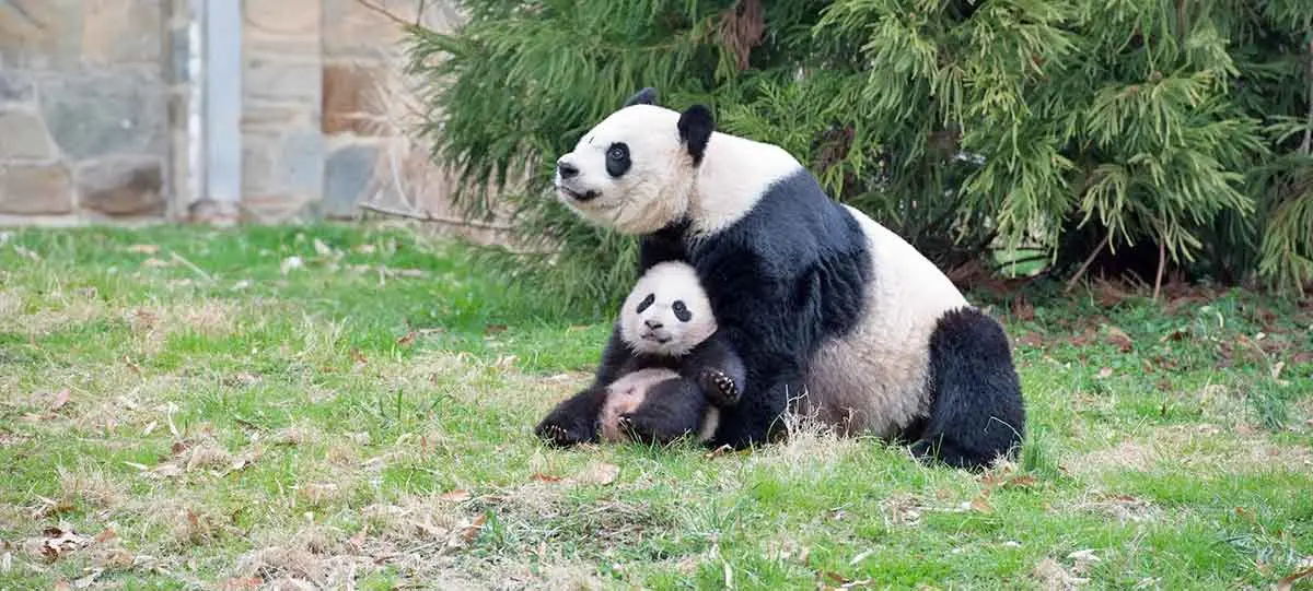 panda mother