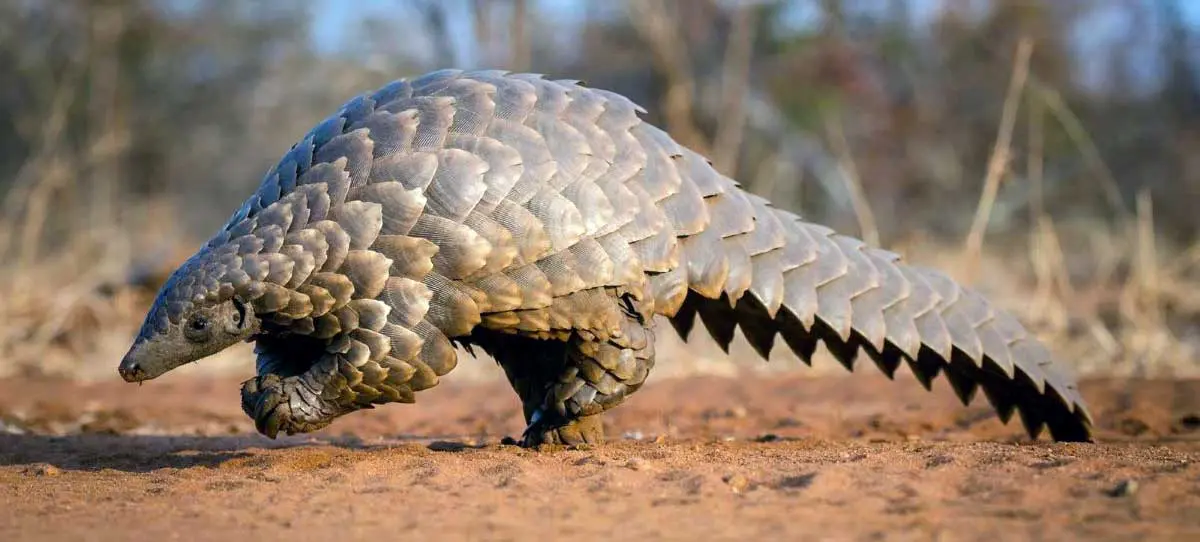 pangolin