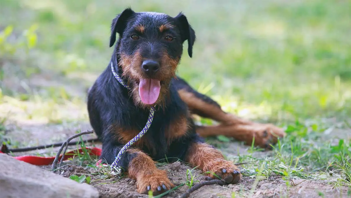 panting jagdterrier