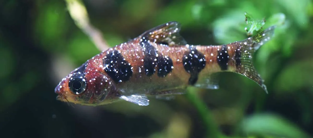 parasite infections fish