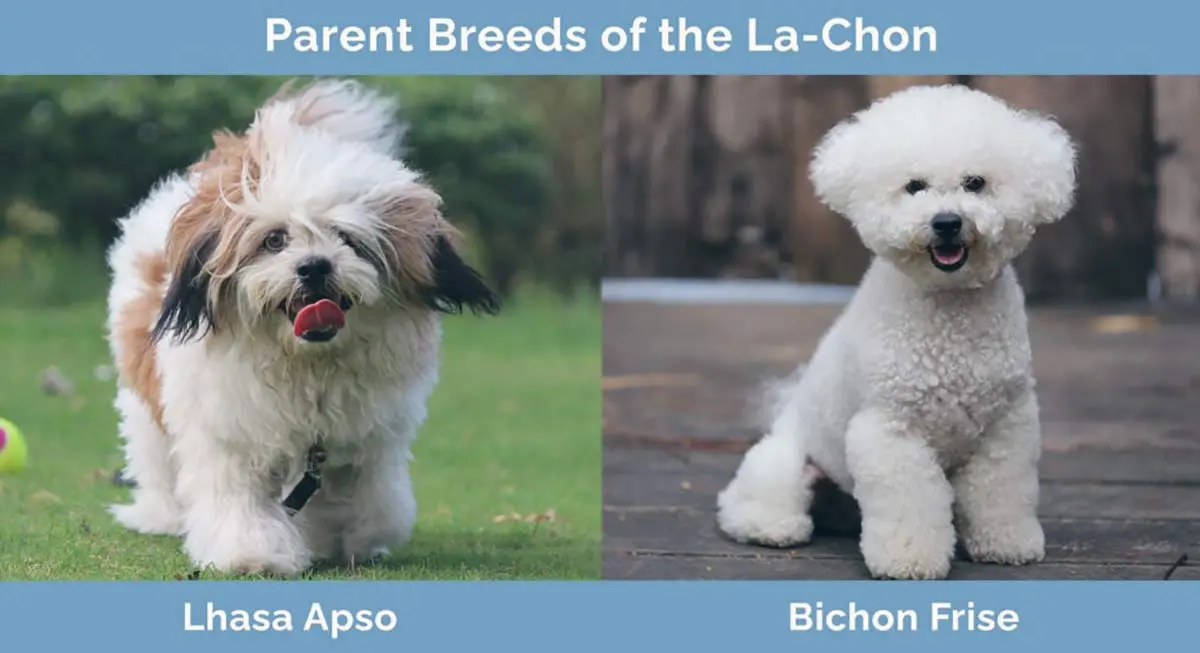 parent breeds la chon