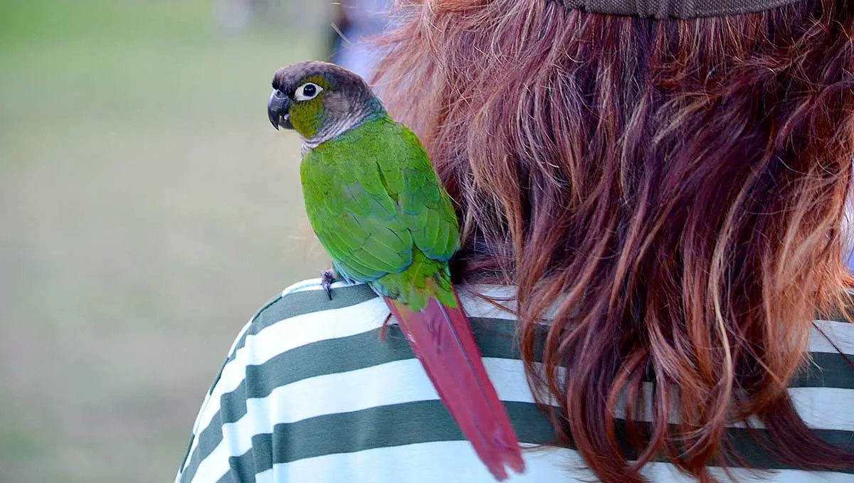 parrot on person_s shoulder