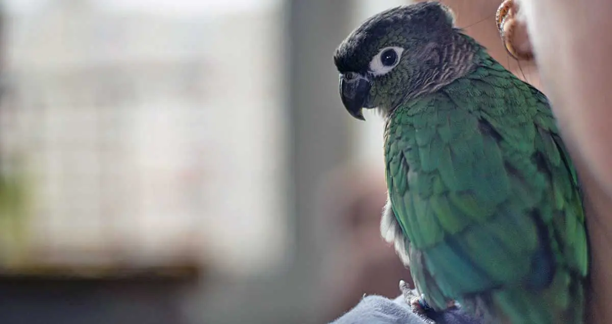 parrot sitting on a shoulder