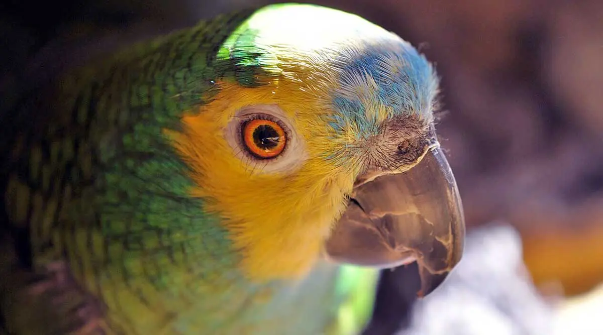 parrot up close