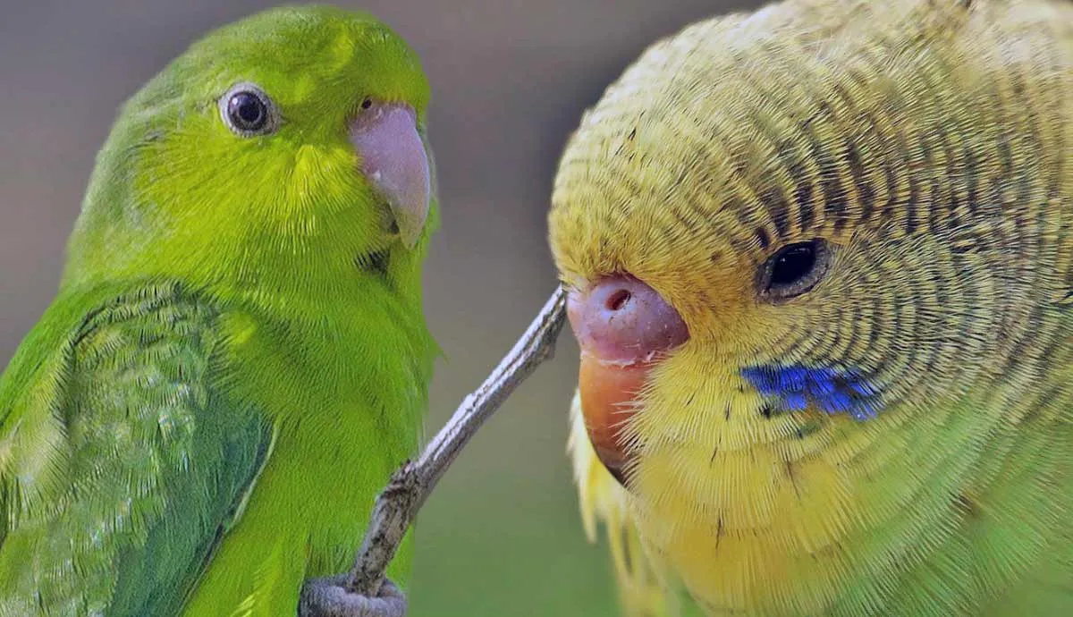 parrotlets vs parakeets subtle differences