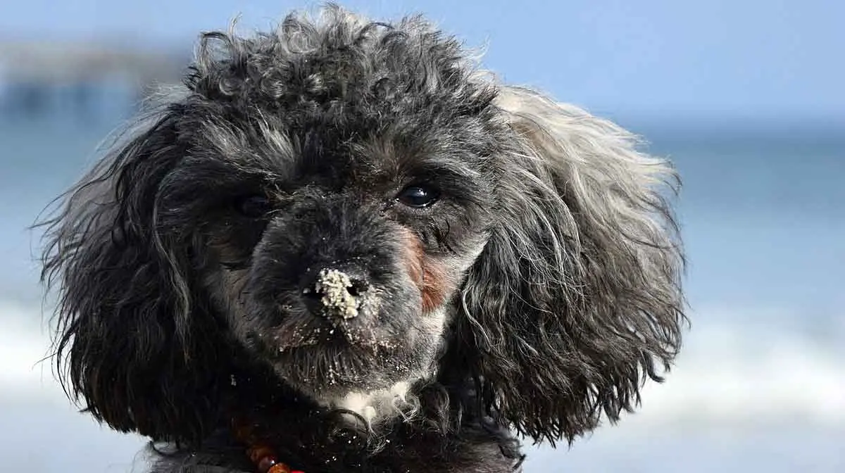 parti poodle on the beach