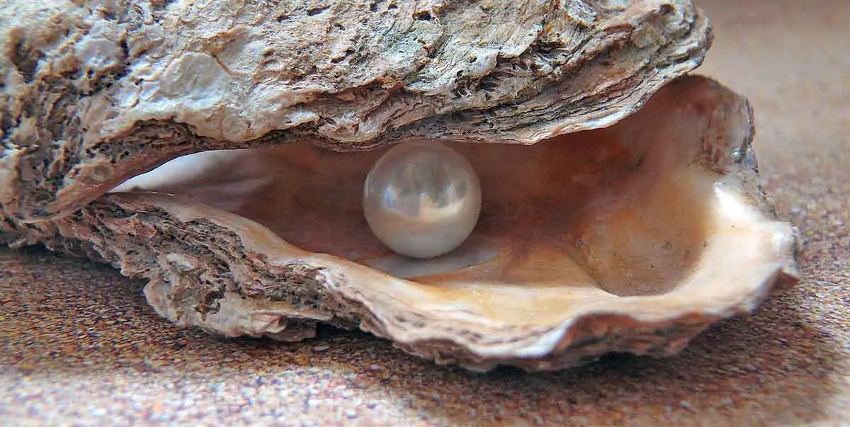 pearl inside oyster