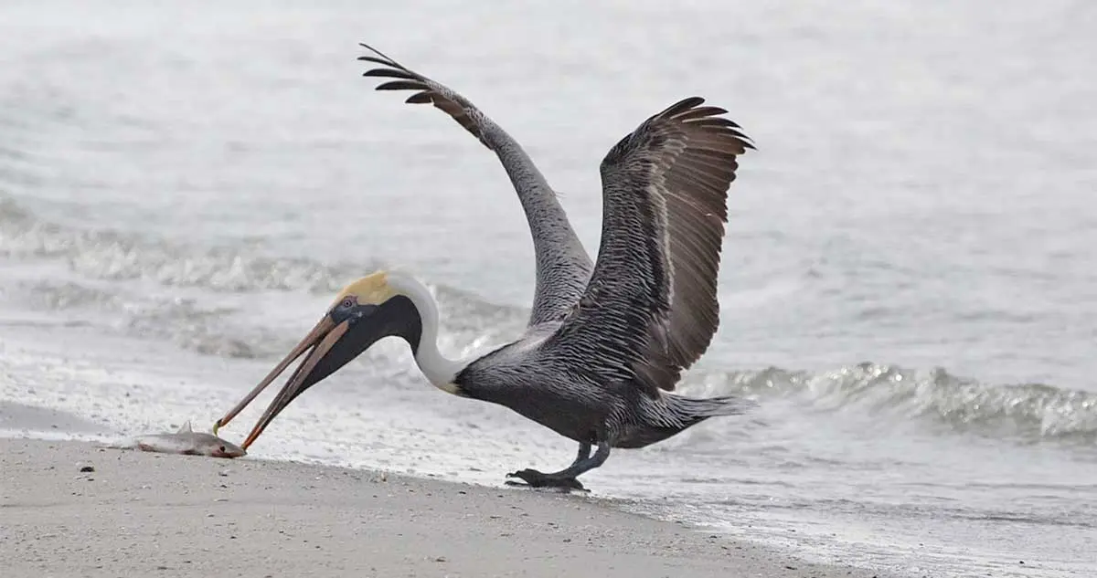 pelician eating a fish on the beach