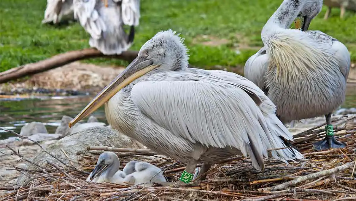 pelician with its chicks and nest