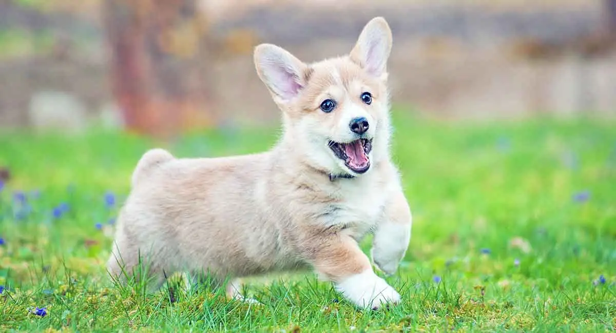 pembroke corgi puppy in grass