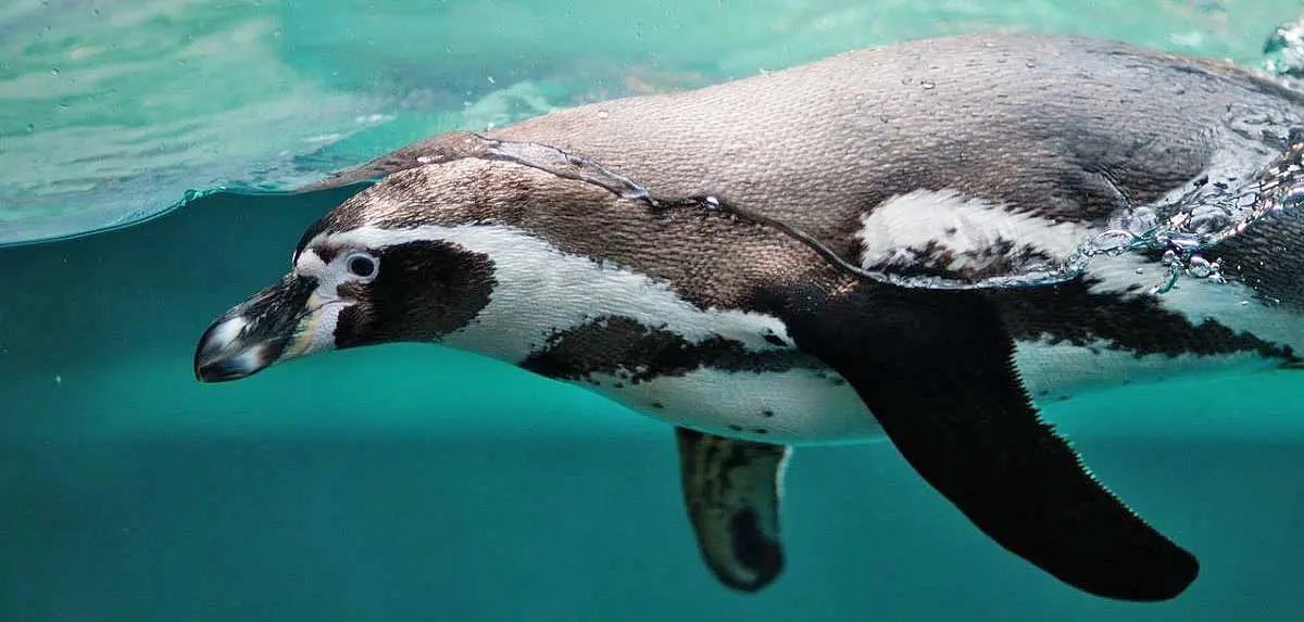 penguin swimming