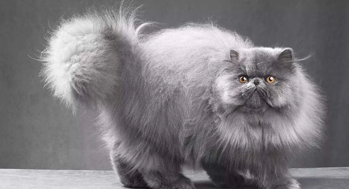 persian cat