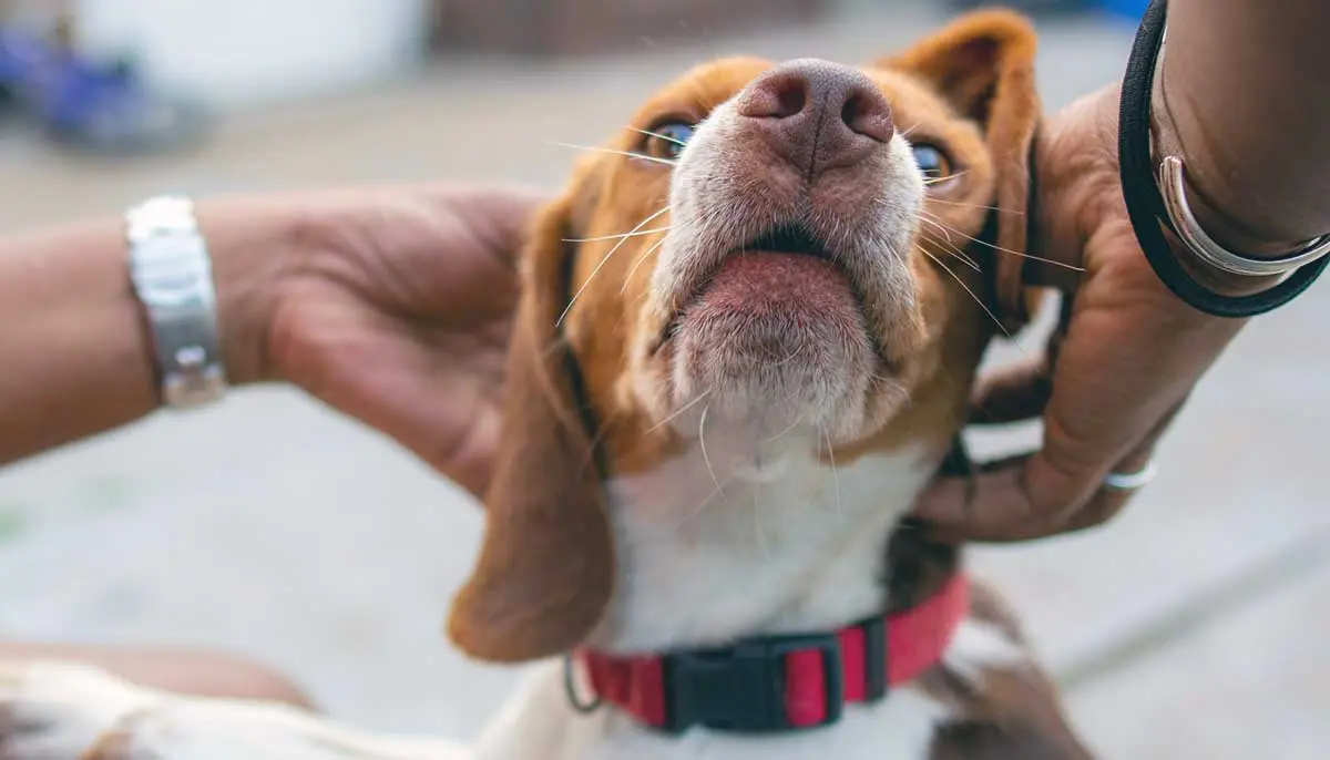 person cuddling dog