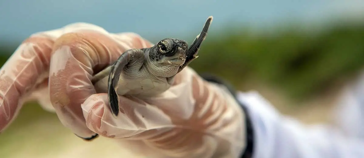 person holding baby turtle