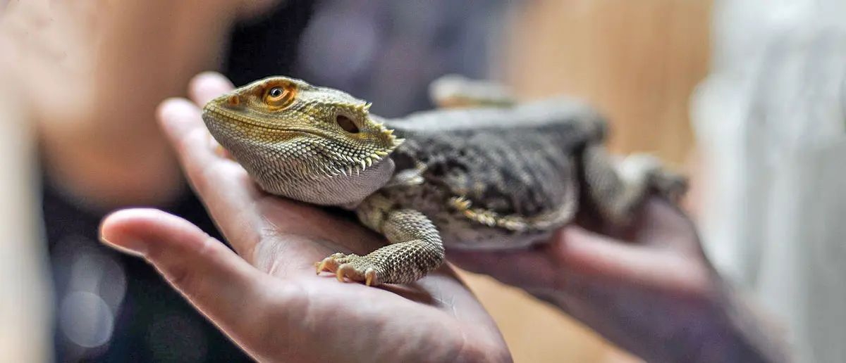 person holding bearded lizard