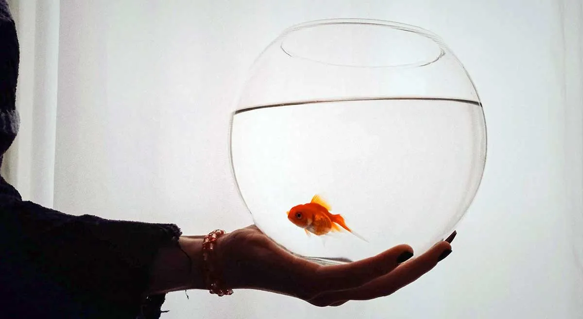 person holding fish bowl