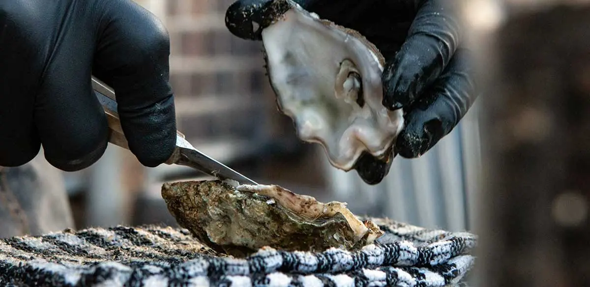 person removing pearl from oyster