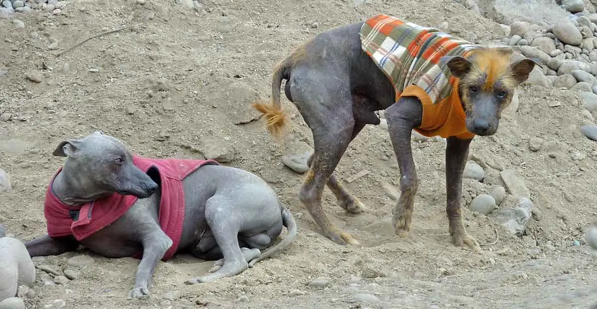 peru hairless dog two