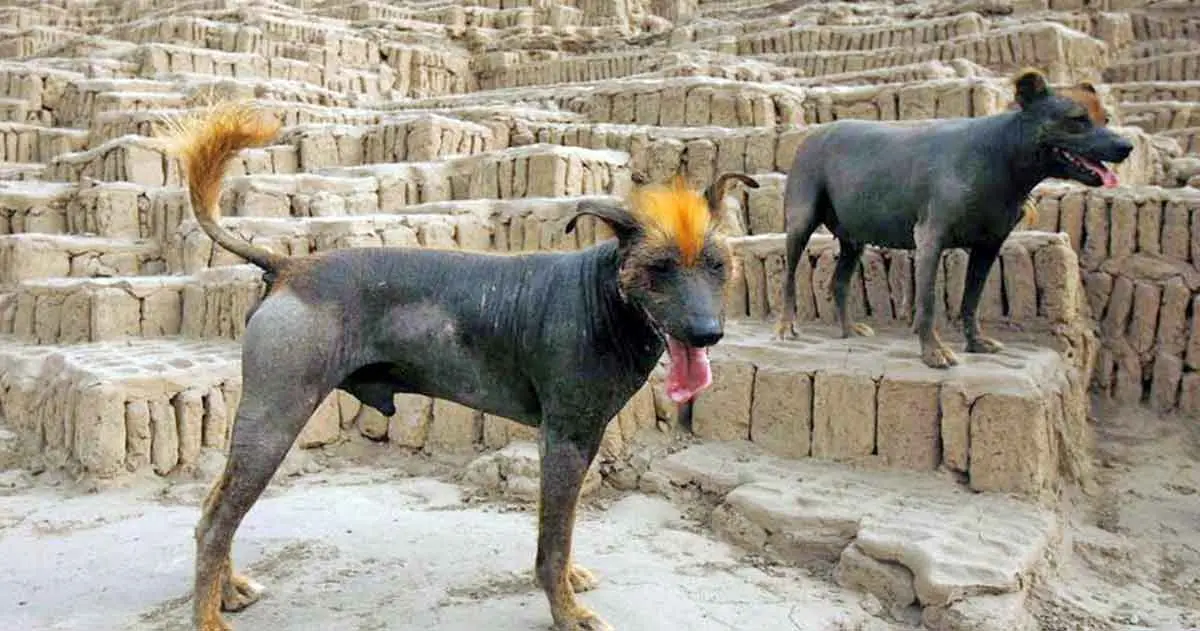 peruvian hairless dogs in peru