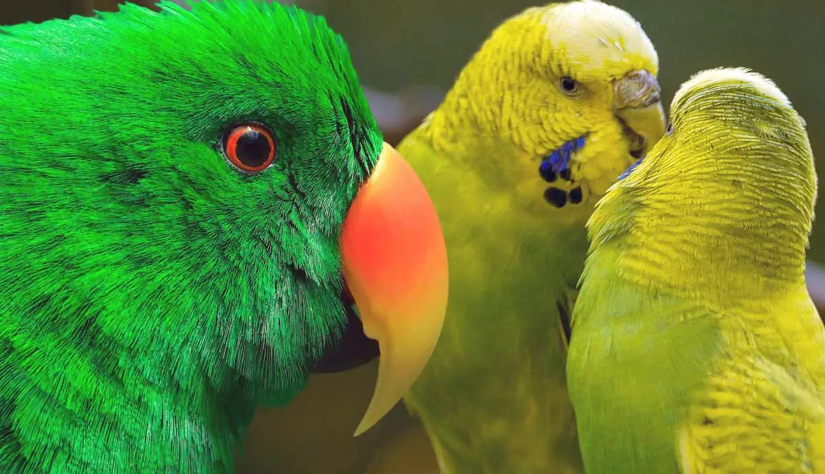 pet birds that can talk