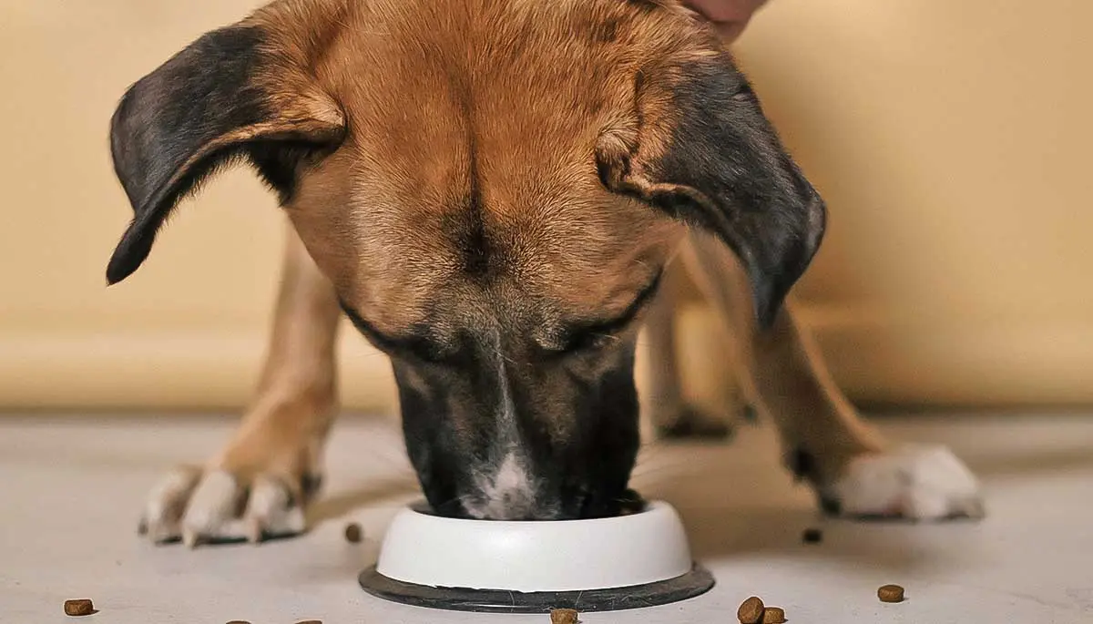 pet dog food eating
