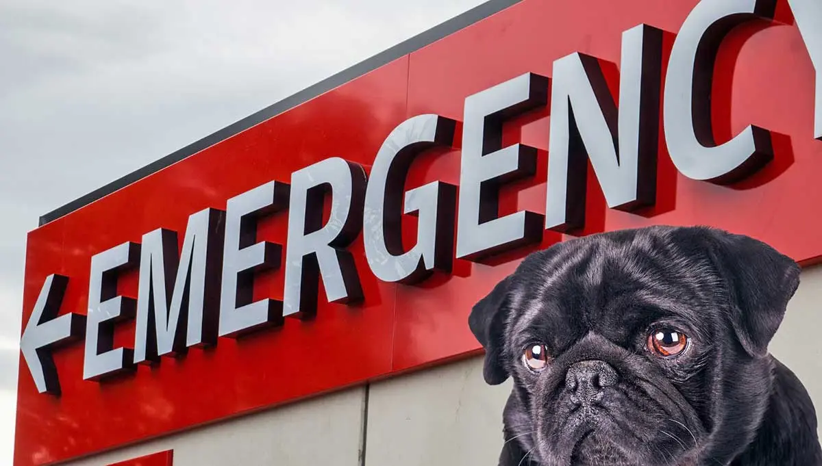 pet emergency