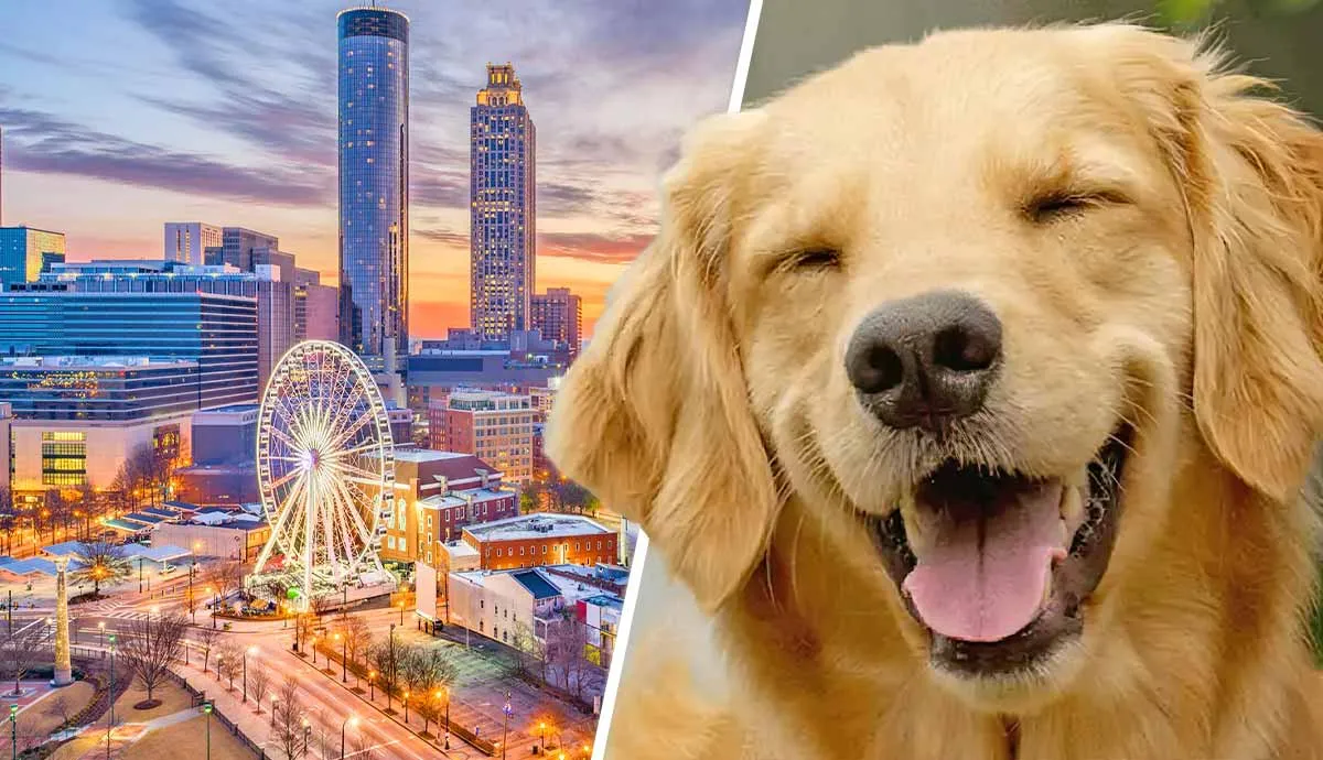 pet friendly places to take your dog in atlanta