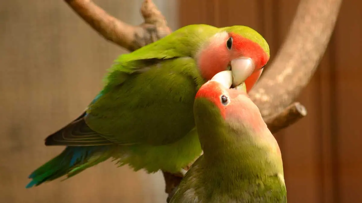 pet lovebirds kissing