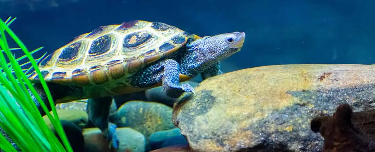pet turtle sitting rock