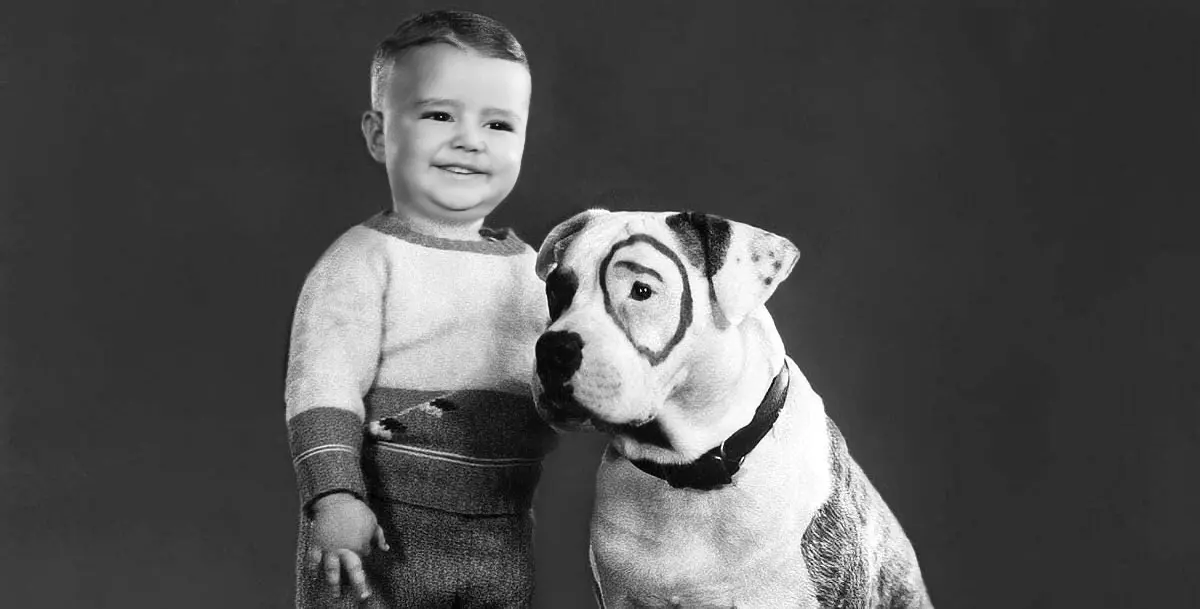 petey the pup from little rascals posing with a boy