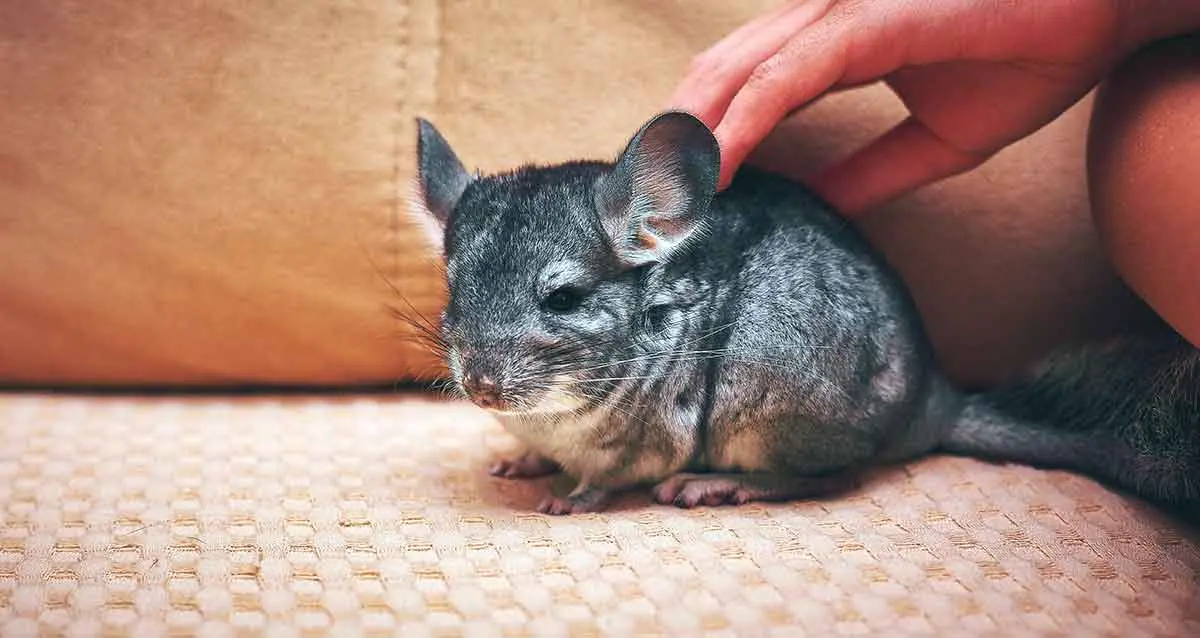 petting chinchilla