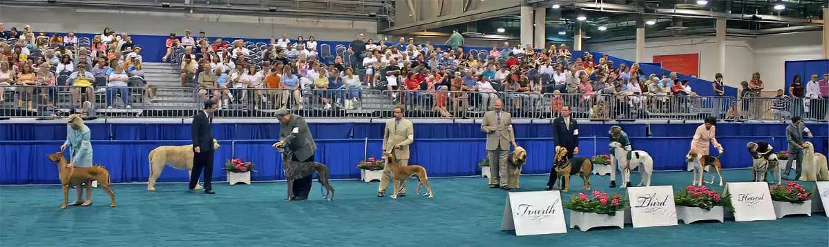 photo of dogs at AKC contst