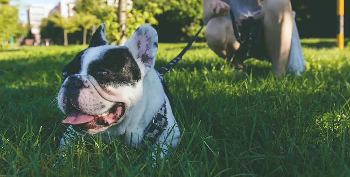 pied french bulldog laying on grass in park