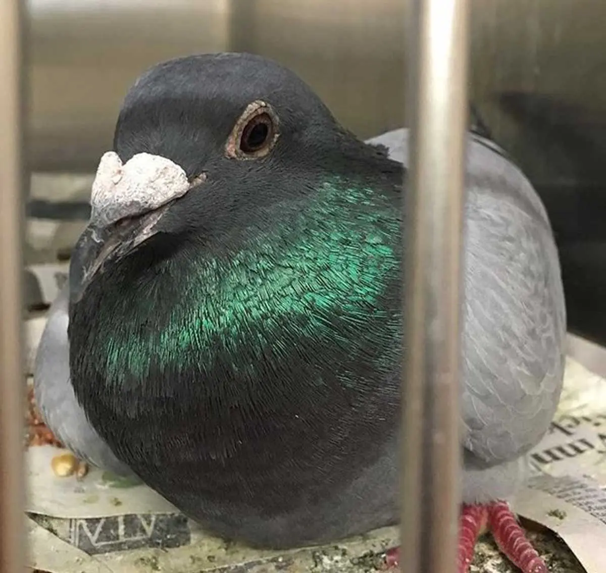 pigeon injured in a cage