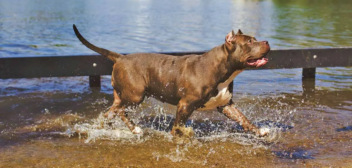 pitbull with cropped ears running in water